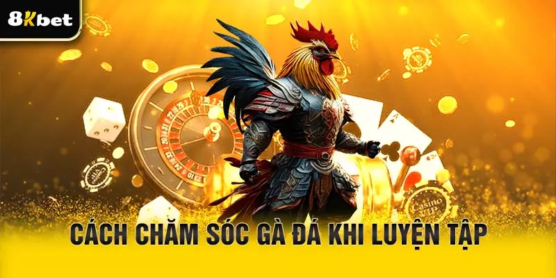 Cách chăm sóc gà đá khi luyện tập