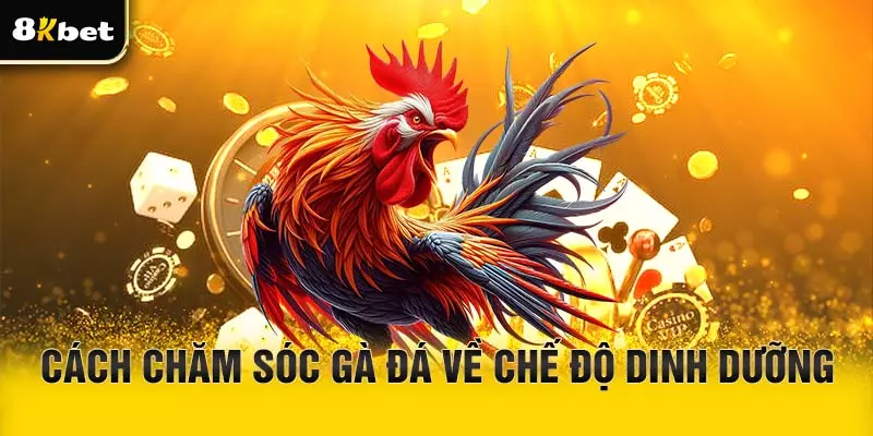 Cách chăm sóc gà đá về chế độ dinh dưỡng