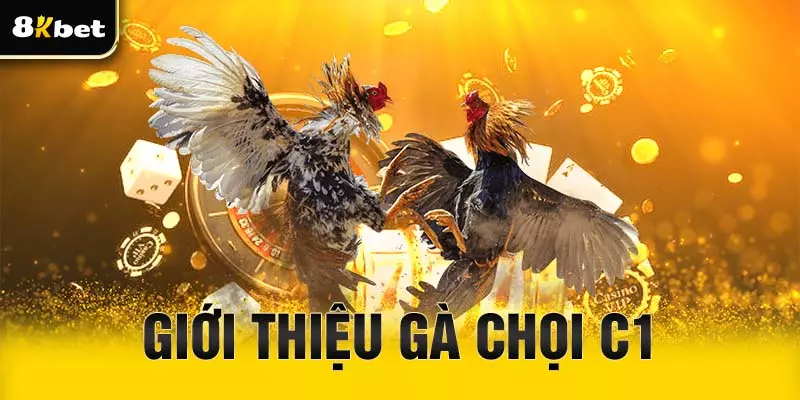 Giới thiệu loại hình gà chọi C1